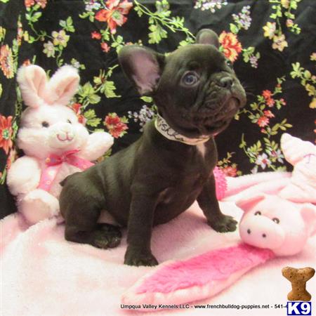 umpquavalleykennels Picture 1